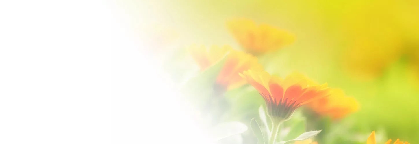 banner-top-start